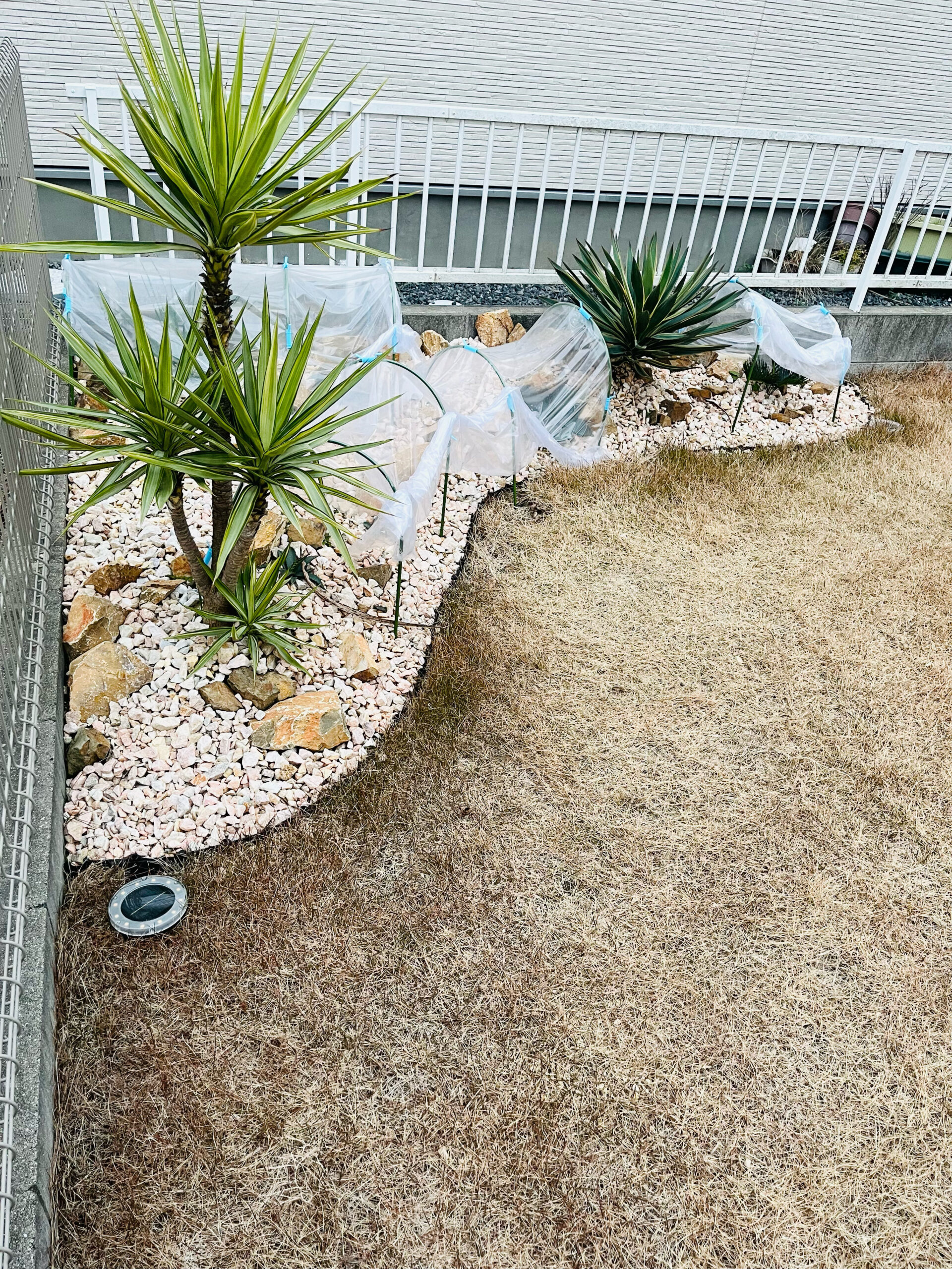 植物の冬の寒さ対策】ドライガーデンの冬越し＆冬支度。養生方法をお