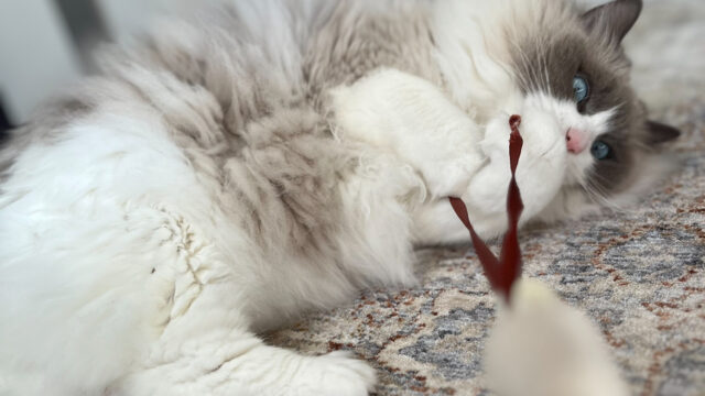 知られざるラグドールの性格！飼い主が感じるあるある5選