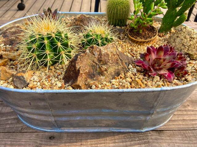 庭がなくてもベランダでもOK！プランターで簡単ドライガーデン作り  