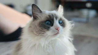 「まだ寝かせて…」猫が朝に甘える心理を理解しよう