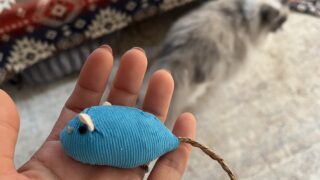 ラグドールがネズミのおもちゃに夢中！10匹セットを正直レビュー【Purple7】