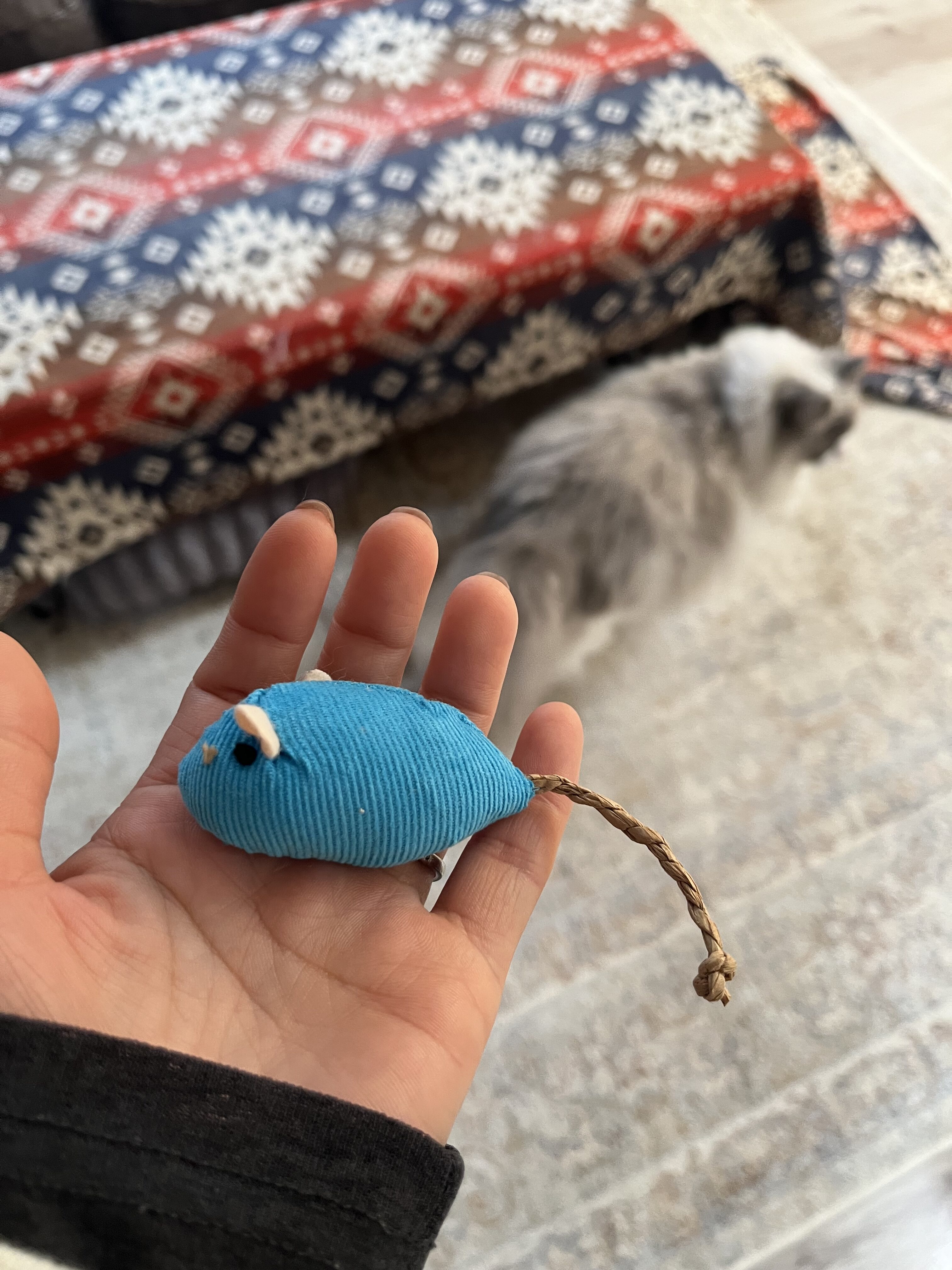 ラグドールがネズミのおもちゃに夢中！10匹セットを正直レビュー【Purple7】