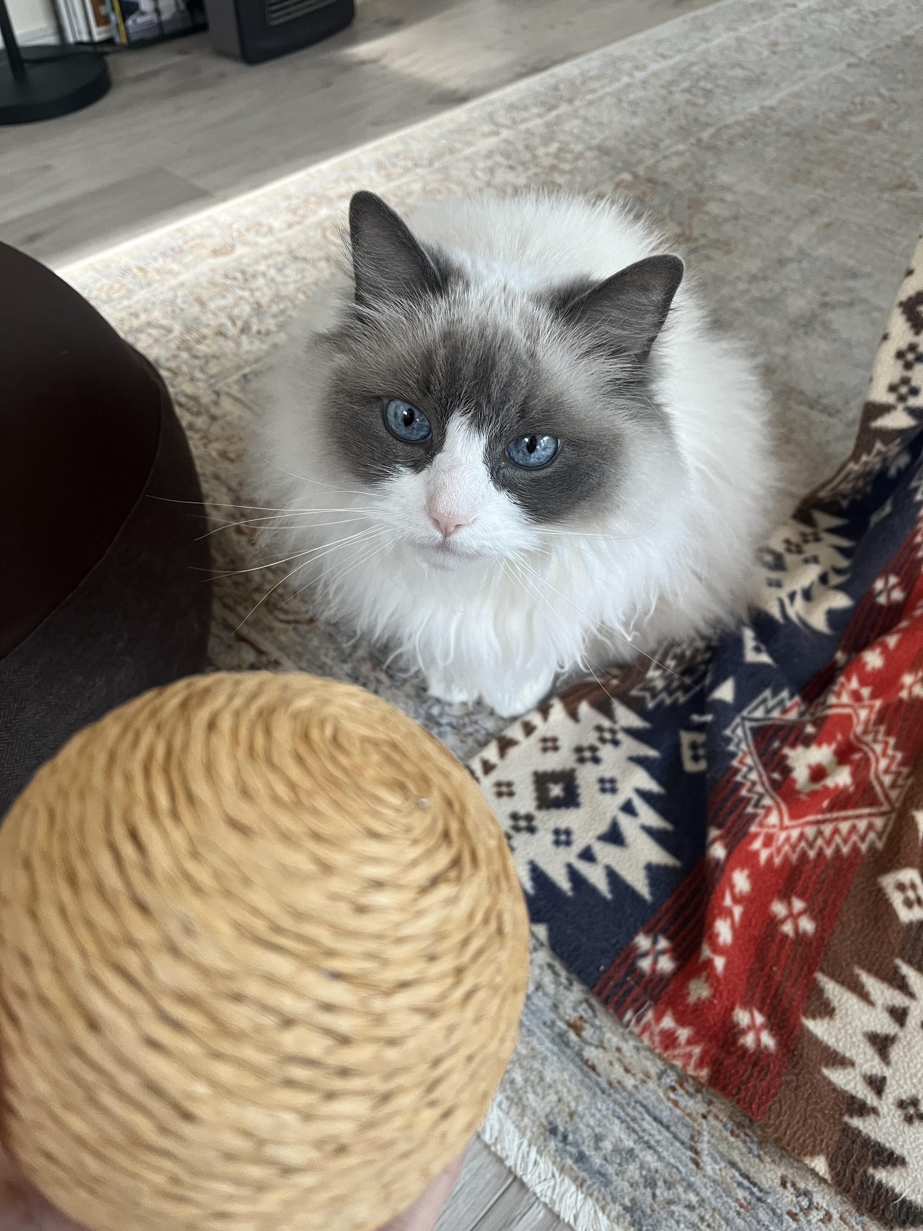 ラグドールがサイザル麻ボールで遊んでみた！正直レビュー【pompshop】