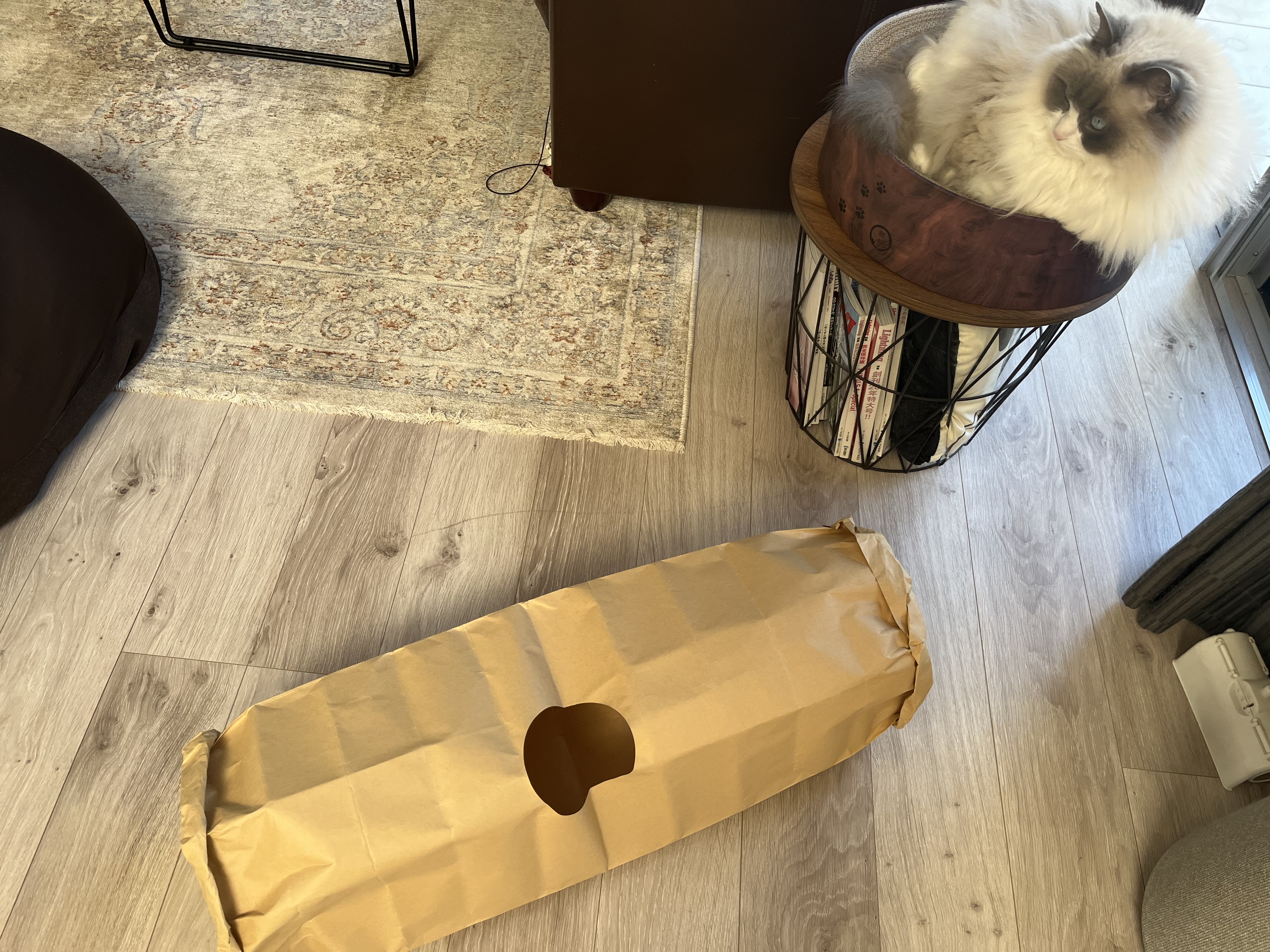 【セリア110円】ネコの紙トンネルをラグドールに試してみた！正直レビュー